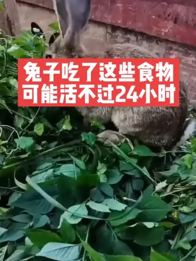 兔子吃了这些食物，可能活不过24小时 #兔子#养兔子#喂兔子#养殖