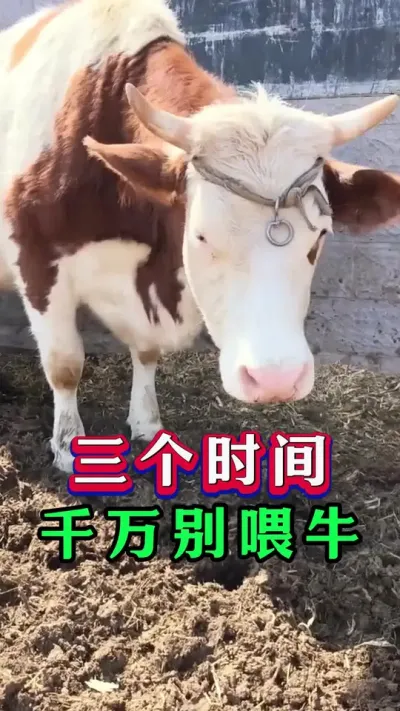 三个时间千万别喂牛#养牛人#新手养牛#养牛#牛羊养殖