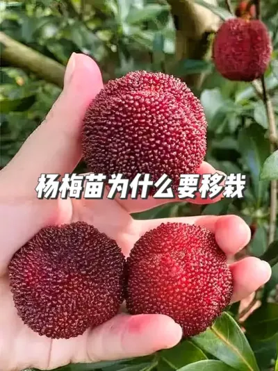光照不足、养分争夺，杨梅小苗如何破局？ #种植小技巧 #我的果园生活 #我的乡村生活 #抖音知识年终大赏 #三农