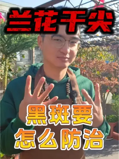 兰花出现干尖、黑斑怎么办？ #养花 #兰花 #叶菌康