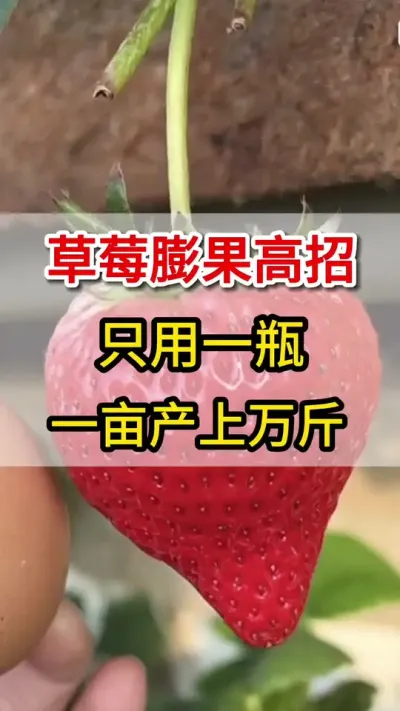草莓快速膨果增甜#三农 #膨果增甜