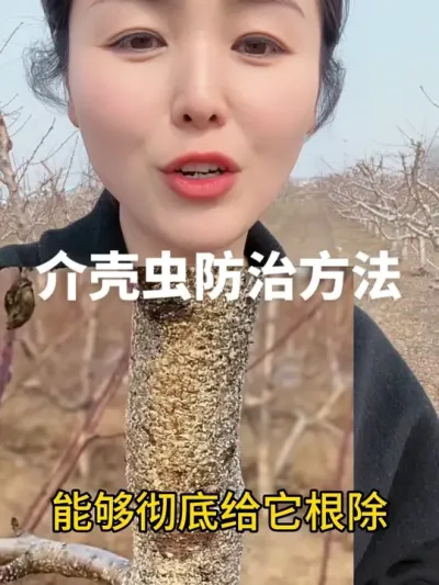 介壳虫防治方法 #传播农业小知识 #分享农业知识帮农民增产增收 #自家果园 #果树