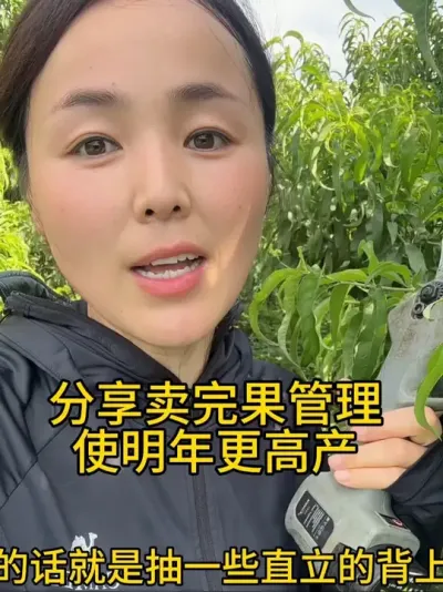 桃树卖完果管理 今天把卖完果的树抽抽枝，打控旺就可以了#果园管理 #分享农业知识帮农民增产增收