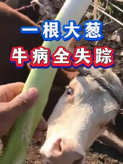 一根大葱牛病全失踪 #养牛 #养牛人 #养殖 #三农