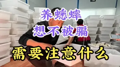人工养殖蟋蟀，真相揭秘 #三农养殖 #蟋蟀养殖 #蟋蟀养殖骗局 #药用昆虫 #农村致富好项目