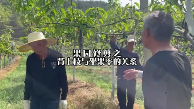 梨树背上枝和结果率之间的关系，如何平衡？ #梨树管理 #梨树修剪 #果树种植 #田间地头实操干货 #来抖音学农技