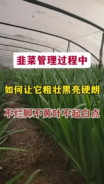 韭菜管理过程中，如何让它粗壮黑亮硬朗，不烂脚不黄叶不起白点。#韭菜种植 #韭菜管理 #韭菜高产 #韭菜种植与管理 #韭菜种植方法