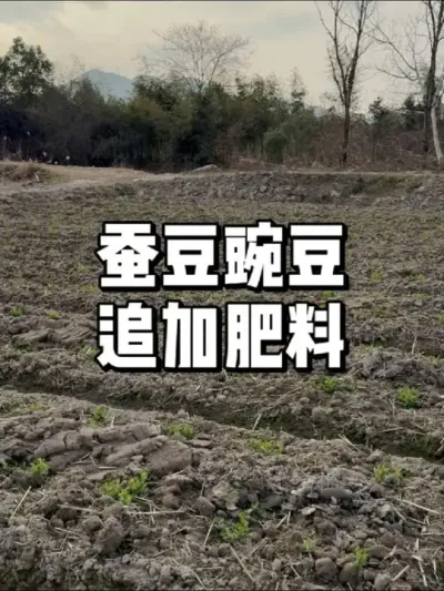 蚕豆豌豆什么时间追肥最佳 #农业种植 #种植 #三农 #种菜