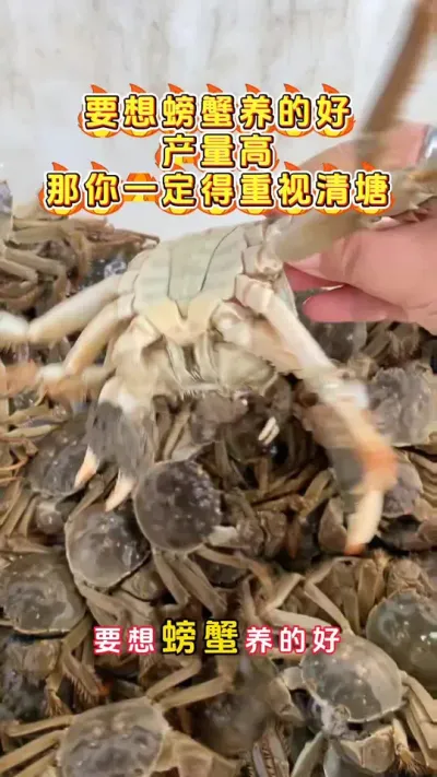 螃蟹想要养的好，那你一定就是的重视清塘这一块。#大闸蟹养殖 #鱼虾蟹养殖 #螃蟹养殖 #河蟹养殖 #三农 @DOU+小助手
