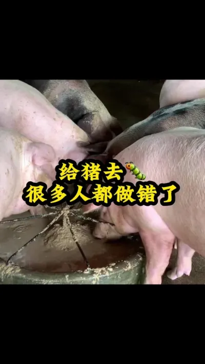 #猪喂什么饲料长得最快 #每天分享实战养猪经验 #所有养猪人 #服务三农支持三农 #养猪人不容易