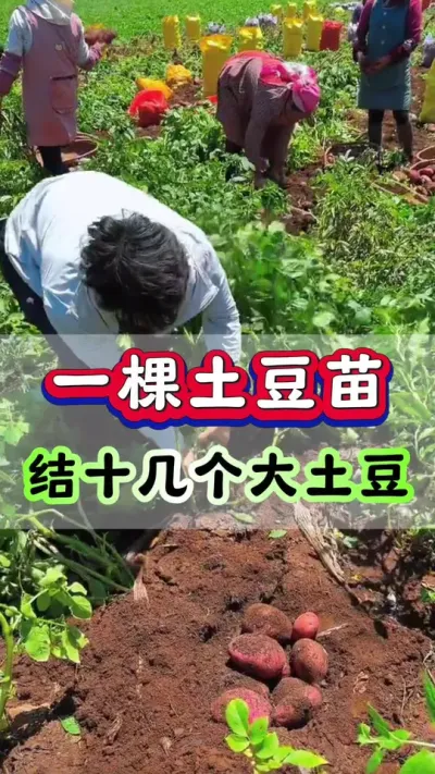 一棵土豆苗结十几个大土豆#土豆种植 #土豆高产种植 #马铃薯 #洋芋 #土豆