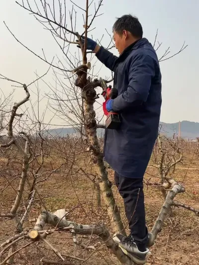 上强的树，还是这个电锯省事#果树管理技术 #传播农业小知识 #分享农业知识帮农民增产增收