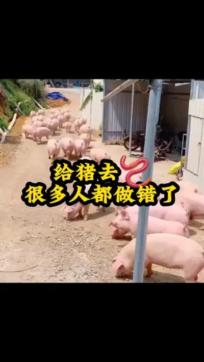 #养猪人 #自繁自养母猪 #农村养猪人 #养猪人不容易 #养猪人加油干
