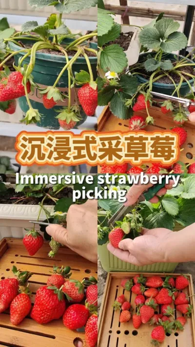 沉浸式摘草莓 #盆栽草莓 #草莓熟了 #新鲜采摘 #阳台种植  #草莓🍓