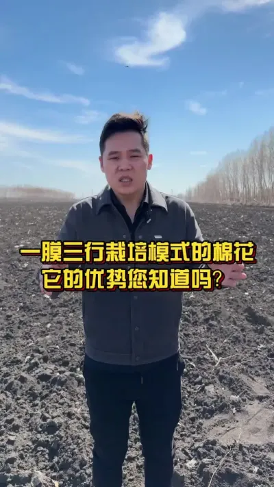 一膜三行栽培模式的棉花，它的优势您知道吗？ #关注我每天分享种植知识 #棉花种植专家讲座 #棉花种植技术 @抖音小助手