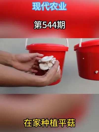 如何在家种出平菇呢？ 赶紧收藏起来，自己在家也能种出健康好吃的平菇#种植小技巧 #农业 #三农 #种植 #在家种菜