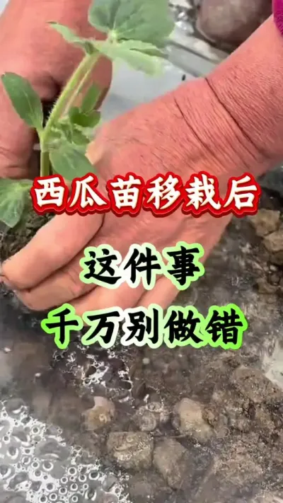 西瓜种植 西瓜苗移栽后这件事千万不要做错#西瓜种植 #西瓜管理#西瓜病害 #病害防治#西瓜高产