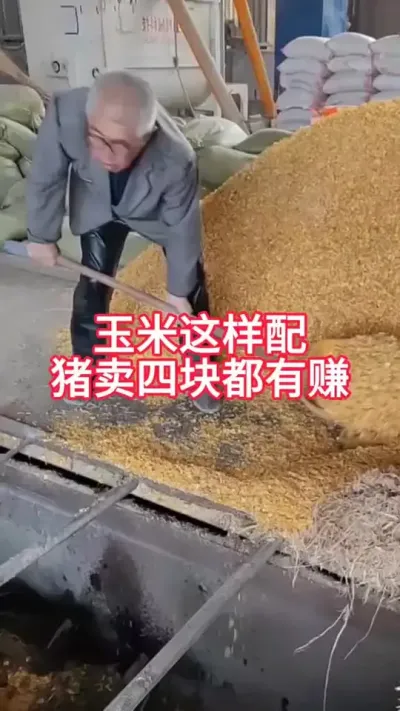 玉米这样配，猪卖四块都能赚 #养猪小妙招 #所有养猪人 #农村养猪专业户 #服务三农支持三农 #养猪人加油干