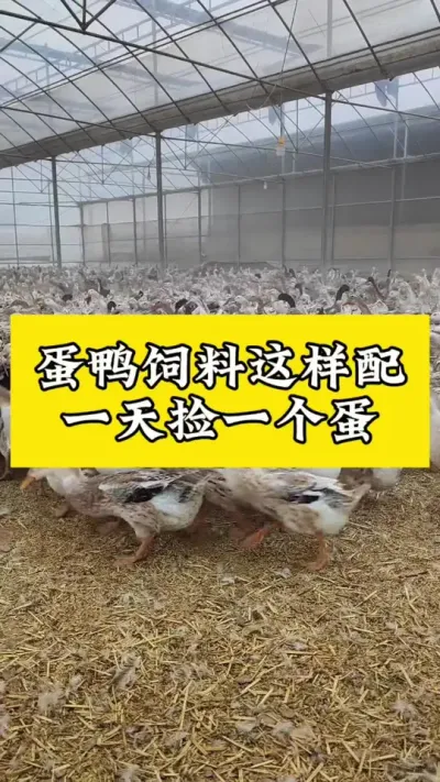 蛋鸭饲料这样配料，一天捡一个蛋#养鸭人 #肉鸭养殖 #养殖技术交流 #禽病技术指导 #番鸭