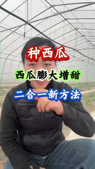 西瓜种植 西瓜膨大增甜二合一新方法 #西瓜种植 #西瓜管理 #西瓜高产 #膨大增甜