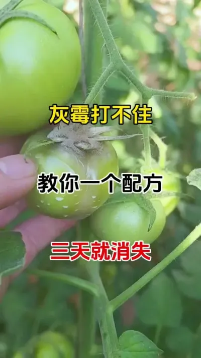 灰霉，霜霉大爆发，一定要及时预防#灰霉病防治 #番茄种植#农业种植