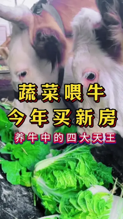 蔬菜喂牛今年买新房#新手养牛#养牛#牛羊养殖