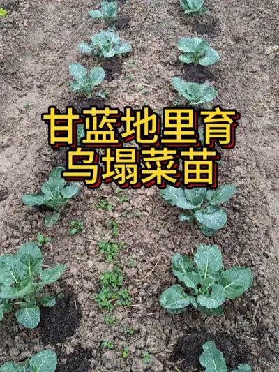 套种小技巧 甘蓝地行间距里育乌塌菜的苗#种植小技巧 #我的小菜园 #阳台种菜 #学种菜 #自己种的纯天然的绿色蔬菜