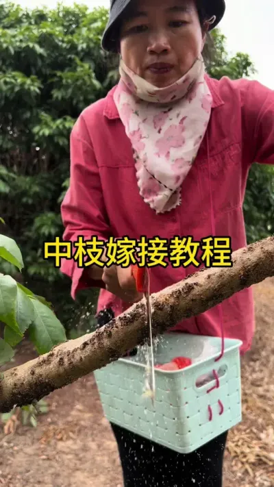 中枝嫁接教程#嫁接技术 #2024新农人计划 #dou来广东百千万 #抖音创作季