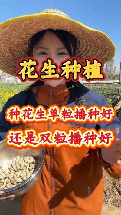 花生播种单粒播种好还是双粒播种好#花生种植 #花生种植管理技术 #花生高产 #花生 #种花生