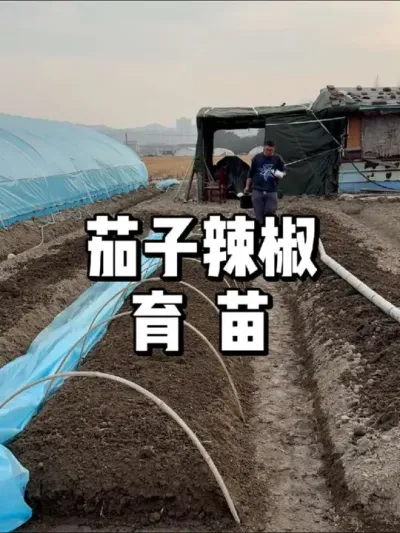 茄子辣椒用什么方法育苗能提高出苗率 #农业种植 #种植 #种菜