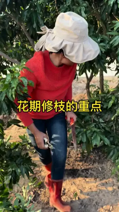 花期修枝的重要点#果树修剪 #2024新农人计划 #dou来广东百千万 #青dou计划