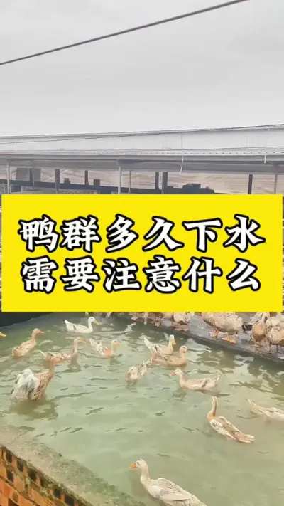 鸭群多了可以下水，需要注意什么？#养鸭人 #肉鸭养殖 #番鸭 #禽病防治 #禽病技术指导