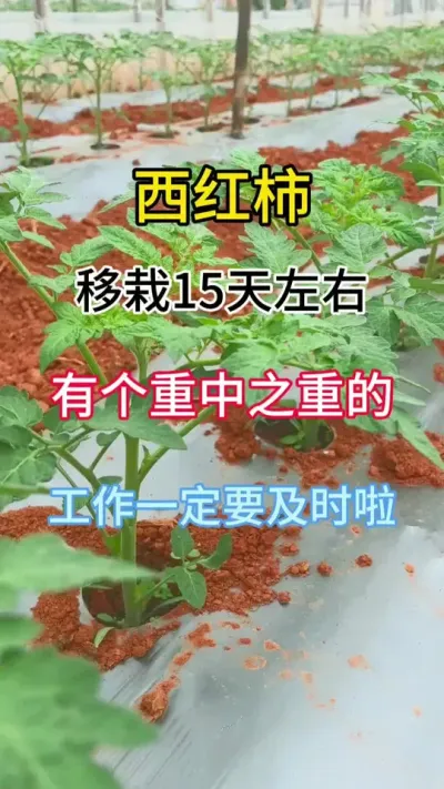 西红柿移栽15天，有个重中之重的工作，一定要及时做#种植小技巧 #农业种植 #番茄种植 #病害防治