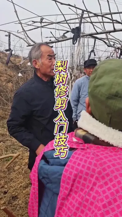 秋月梨修剪要掌握结果规律，留好果苔副梢与预备枝 #田间地头实操干货 #三农 #果树修剪