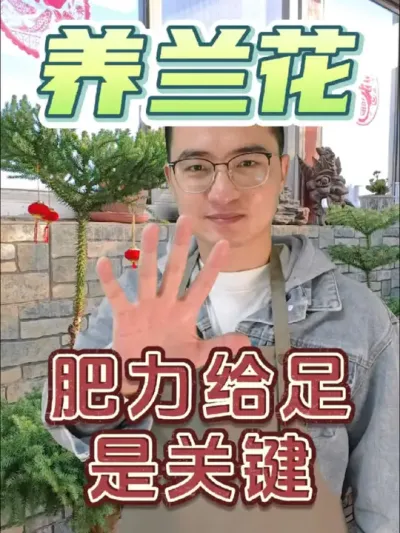 兰花养的好，肥力给足是关键！#养花 #兰花 #兰灵王