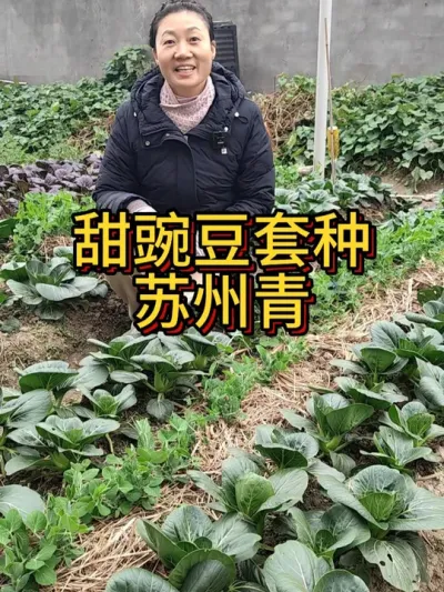 甜豌豆套种苏州青 冬天种菜一定要知道的套种技巧：甜豌豆和苏州青套种在一起，两样都长得好#种植小技巧 #套种 #我爱种菜 #我爱种菜 #阳台种菜