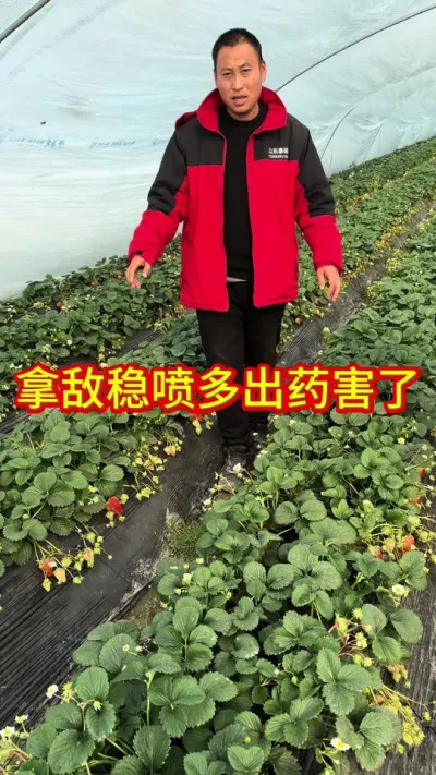 #草莓种植管理技术和方法 #草莓苗种苗 #关注我每天为你分享更多农业知识 #专业的事交给专业的人来做更靠谱