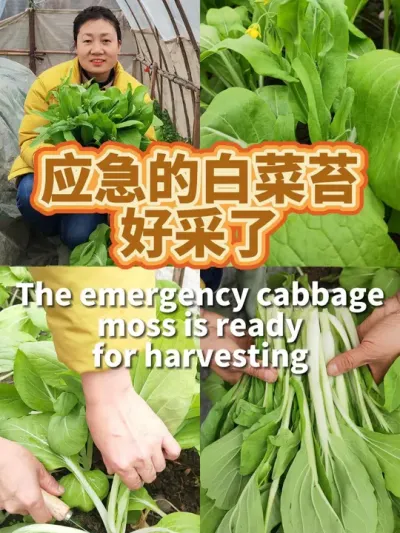 应急的白菜苔好采了 12月份育苗，1月20号左右移栽，才1个月就可以采第一批白菜苔了。#阳台种菜  #我爱种菜 #白菜苔 #种植小技巧 #采摘