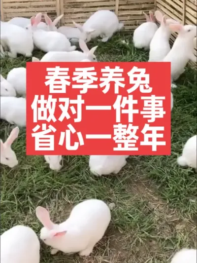 春季养兔做对一件事，养兔省心一整年 #兔子#三农#养殖#养兔人