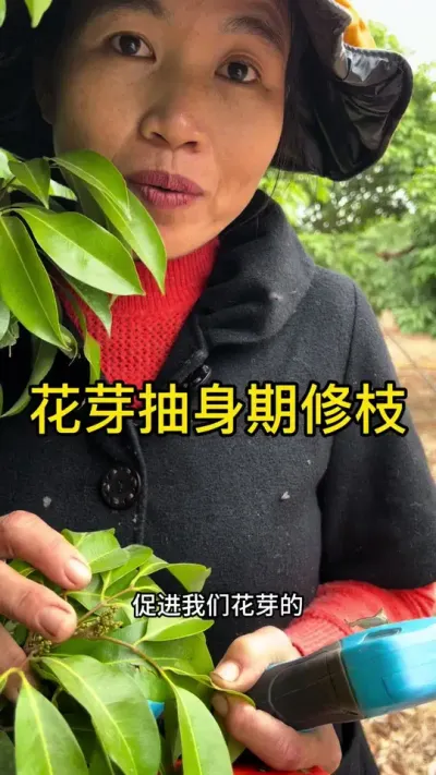 枝条修剪的教程（花芽抽身期修剪）#果树管理技术 #2024新农人计划 #dou来广东百千万 #抖音创作季