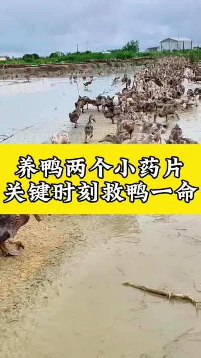 养鸭两个小药片，关键时刻救鸭一命#养鸭人 #禽病技术指导 #肉鸭养殖 #养鸭 #番鸭