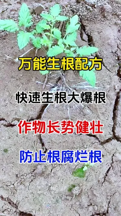 万能生根，快速生根大爆根，作物长势健壮，防止根腐烂根#生根壮苗 #生根粉 #番茄种植