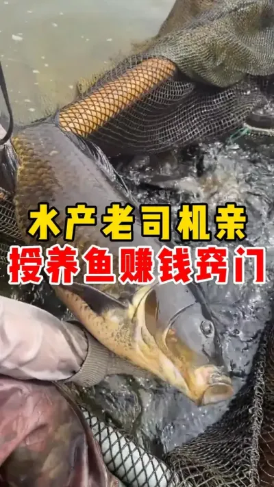 水产养鱼小技巧##养鱼日记 #养鱼 #养鱼养心 #养鱼技巧 #古法养鱼  @抖加🔥上热门🔥dou+🔥热点宝  @DOU+小助手 
