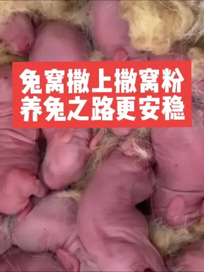兔窝撒上撒窝粉，养兔之路更安稳 #兔子#养殖#三农#养兔子