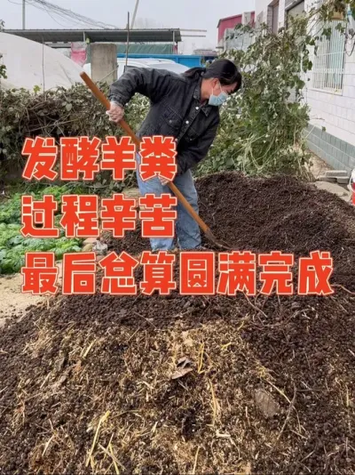 拉了两车羊粪，偷懒一直都没发酵，经过一天的努力最后在老公的帮助下终于把羊粪发酵了#发酵纯羊粪 #记录真实生活 #羊粪 #强迫症治愈系 #我的小菜园