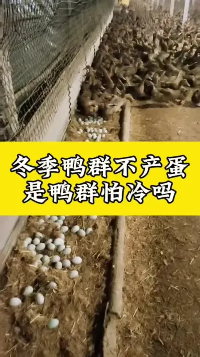 冬季鸭群不产蛋，是鸭群怕冷吗#肉鸭养殖 #养鸭人 #禽病技术指导 #科学养鸭 #养鸭技术分享