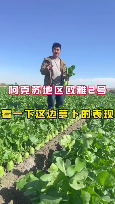 #青萝卜，萝卜行情，看一下全国各地区萝卜表现。