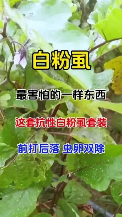 白粉虱防不住，一个配方轻松搞定#白粉虱 #番茄种植 #农业种植