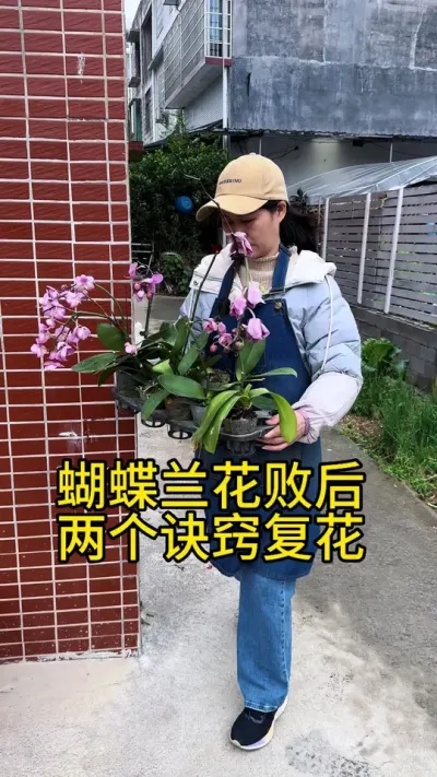 蝴蝶兰花瓣后，教你两个诀窍复花#蝴蝶兰 #种植小技巧 #开花