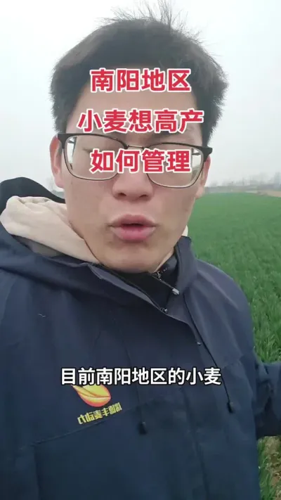 #抖音助农 #三农 #新农人计划2024 #来抖音学农技 #分享农业知识帮农民增产增收 南阳地区小麦返青期如何管理才能高产